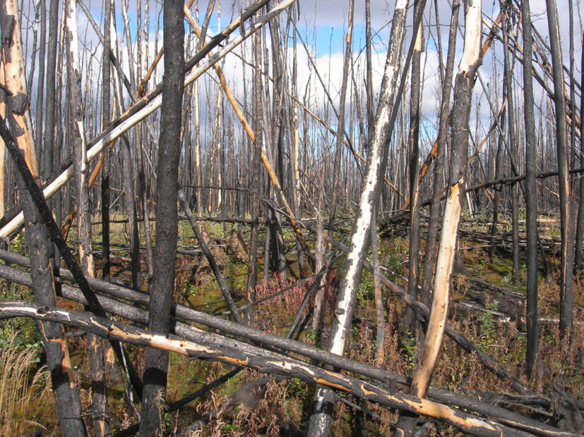 A burned boreal forest